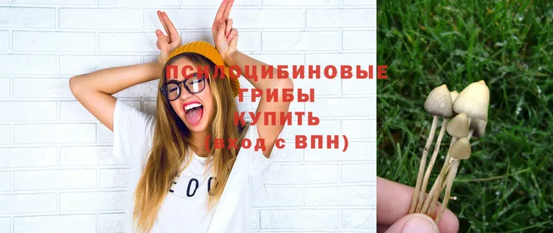 Галлюциногенные грибы Magic Shrooms  Зерноград 