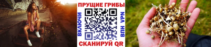 наркошоп  Зерноград  Галлюциногенные грибы Cubensis 